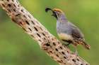 Male Gambels quail Art Print
